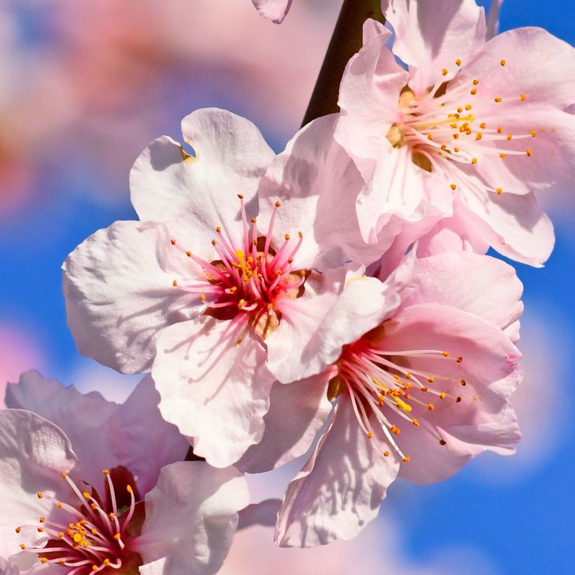Tarhamanteli - Prunus dulcis (Kukinta)