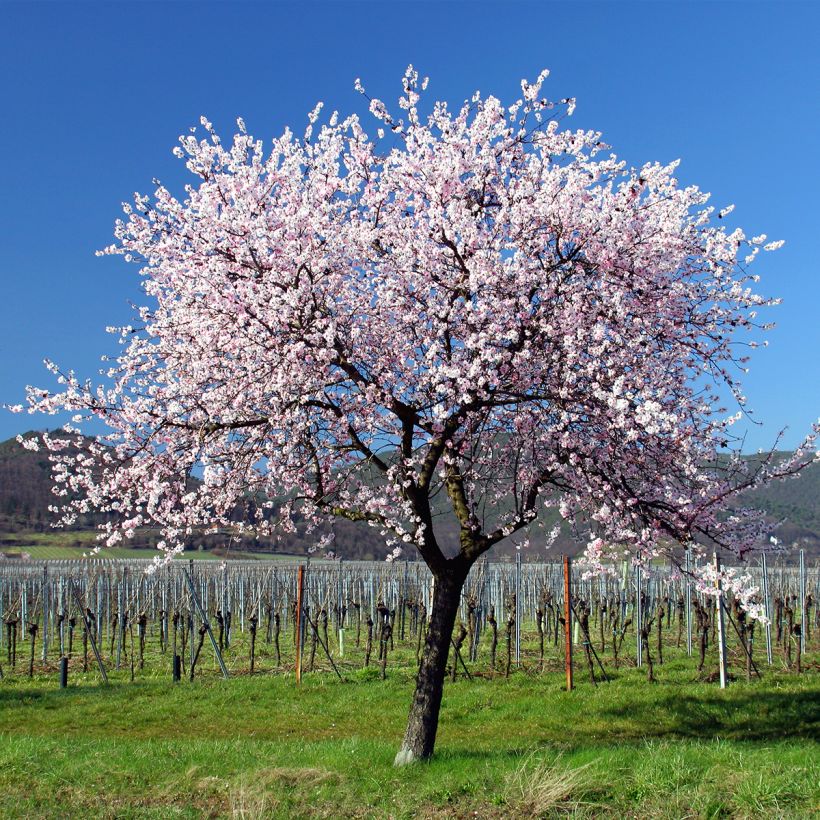 Tarhamanteli - Prunus dulcis (Kasvutapa)