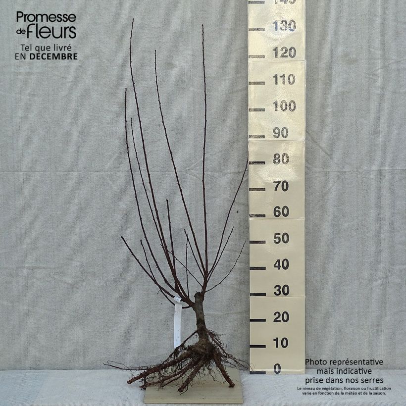 Esimerkki talvella toimitetusta Ruusumanteli - Prunus triloba Paljasjuurinen-taimesta