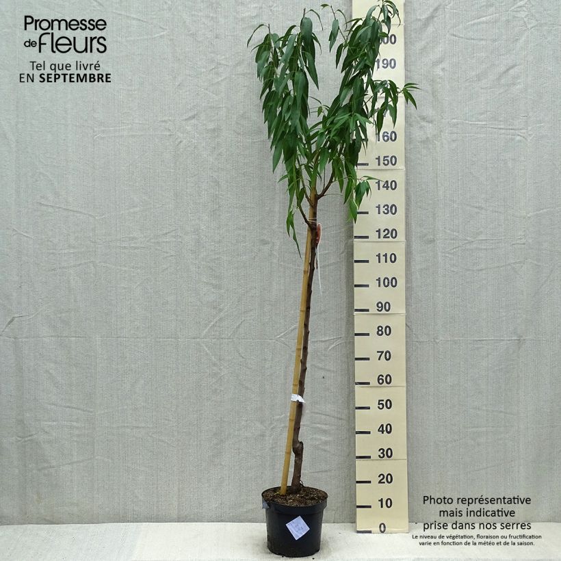 Esimerkki kesällä toimitetusta Amandier commun - Prunus dulcis Pot de 7,5L/10L, Demi-Tige-taimesta