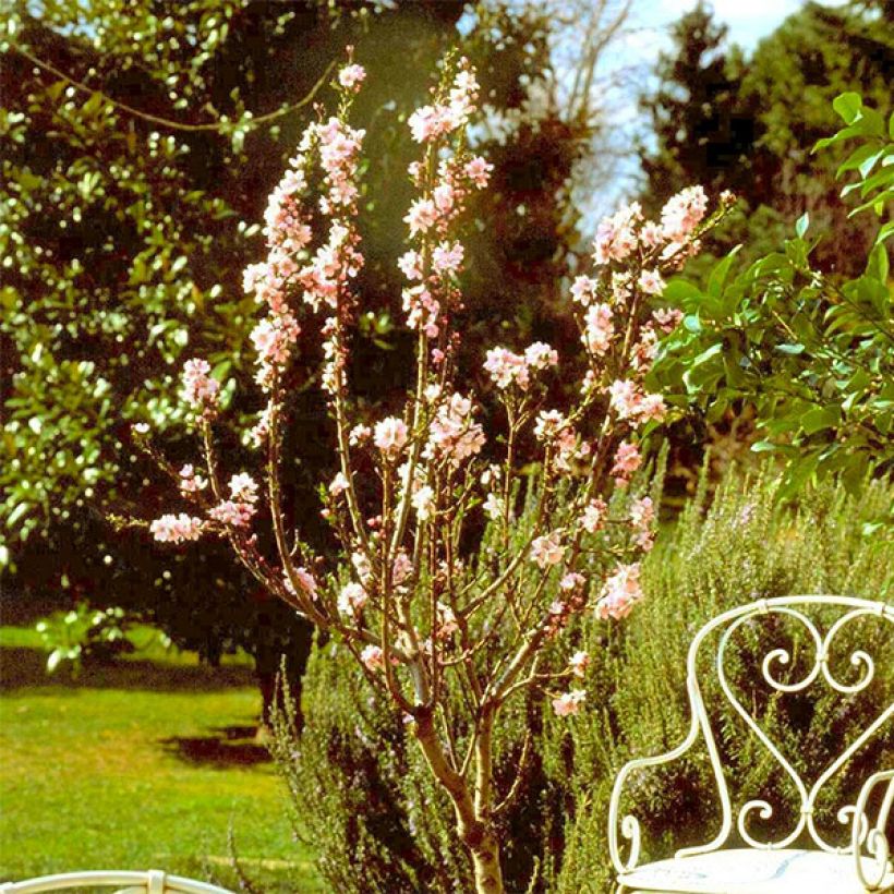 Tarhamanteli Garden Prince (Kasvutapa)