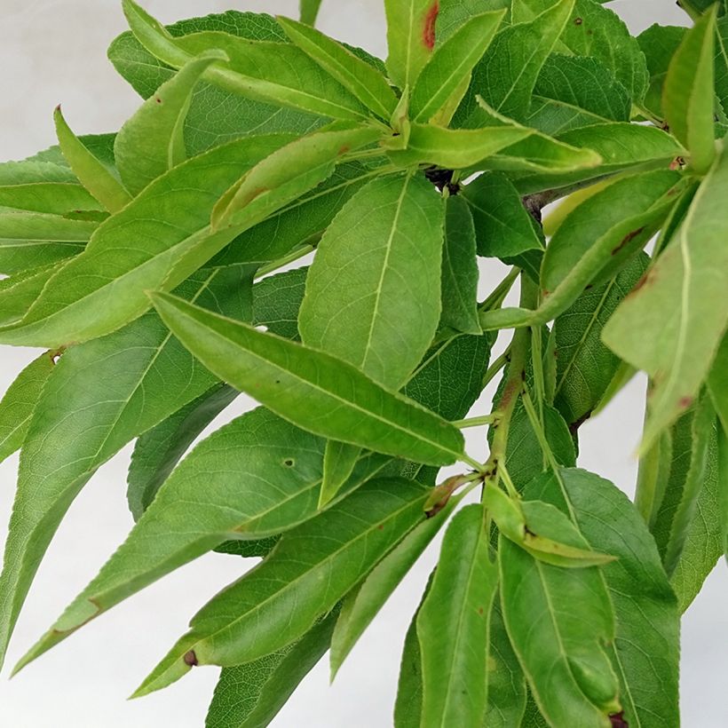 Tarhamanteli Fruit me Almond me itsepölytteinen (Lehvistö)