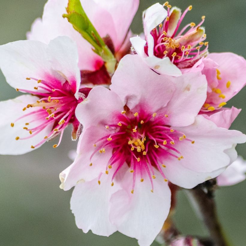 Tarhamanteli Fruit me Almond me itsepölytteinen (Kukinta)