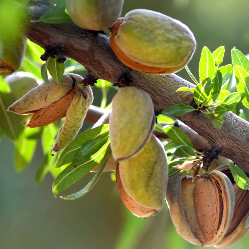 Tarhamanteli Fruit me Almond me itsepölytteinen (Sadonkorjuu)