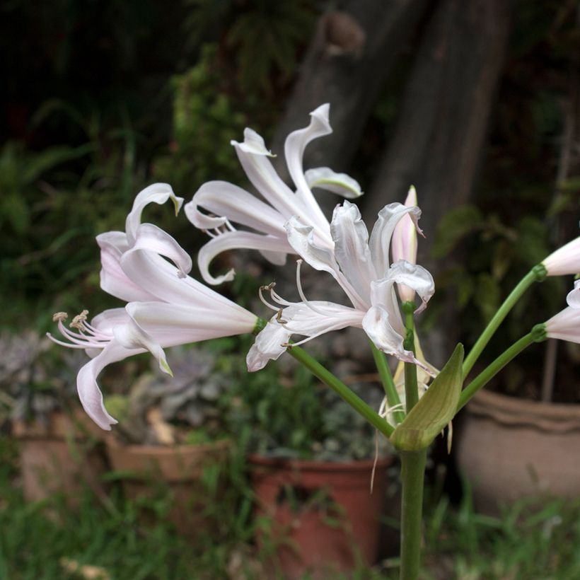 Amarine tubergenii Belladiva Emanuelle (Kukinta)