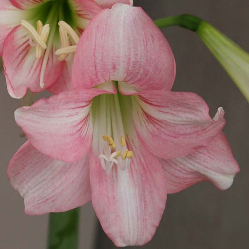 Ritarinkukka Pink Rascal (Kukinta)