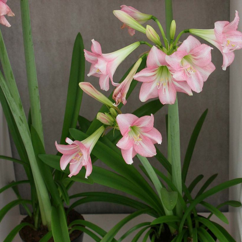 Ritarinkukka Pink Rascal (Kasvutapa)