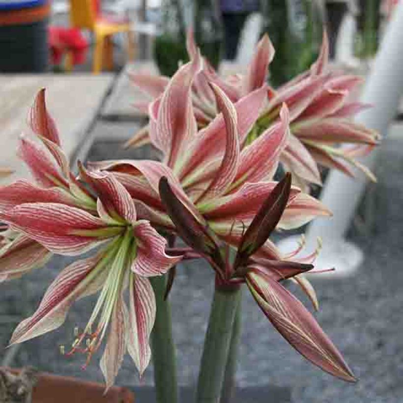 Ritarinkukka Rio Negro (Kukinta)