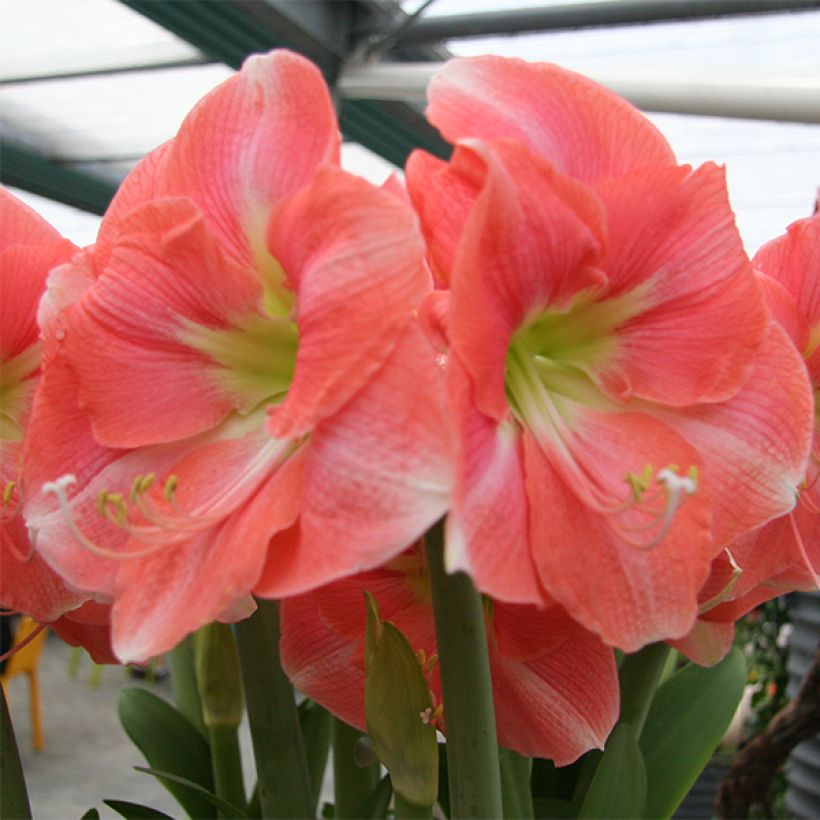 Ritarinkukka Rosalie (Kukinta)