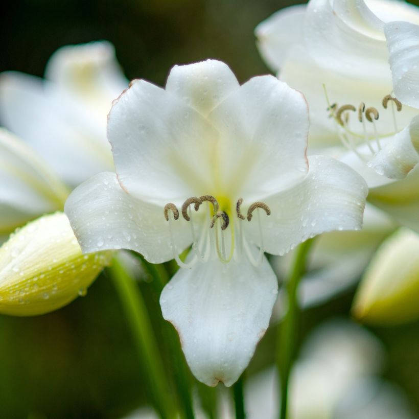 Aitoamaryllis Alba (Flowering)