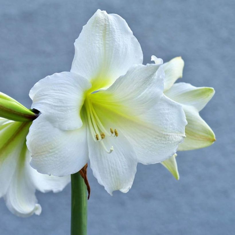 Aitoamaryllis Ludwig Dazzler (Flowering)