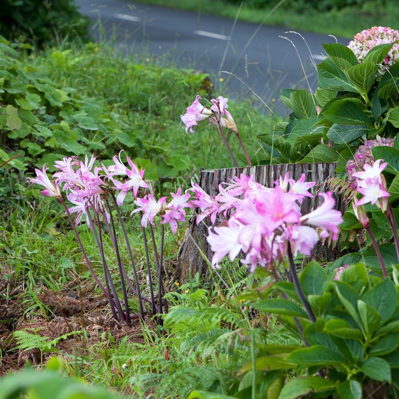 Aitoamaryllis - Amaryllis belladonna (Plant habit)