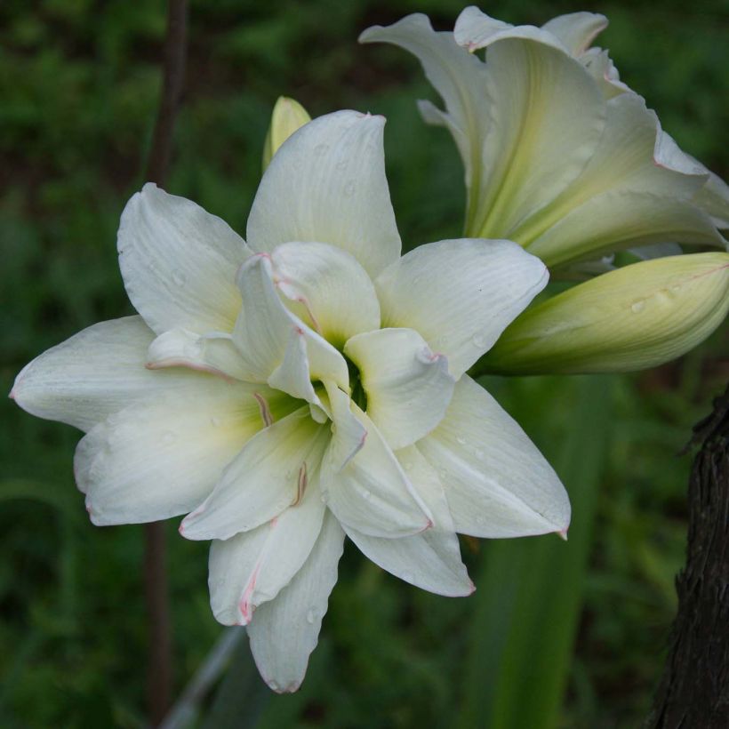 Ritarinkukka Alasca (Flowering)