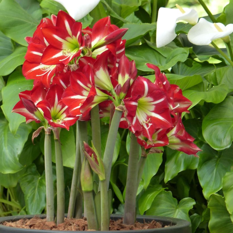 Ritarinkukka Balentino (Plant habit)