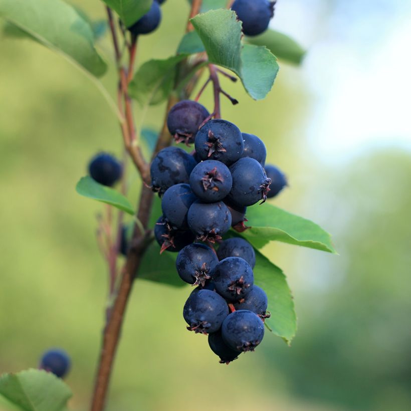 Marjatuomipihlaja Smoky (Sadonkorjuu)