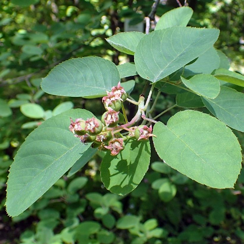 Kanadalainen tuomipihlaja - Amelanchier canadensis (Lehvistö)