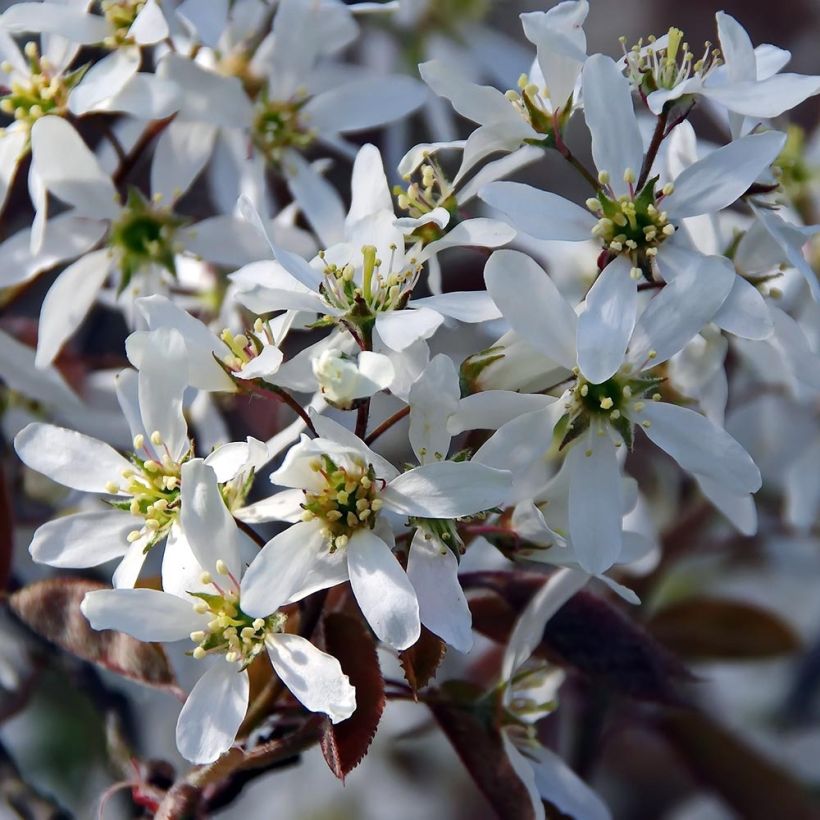 Kanadalainen tuomipihlaja - Amelanchier canadensis (Kukinta)