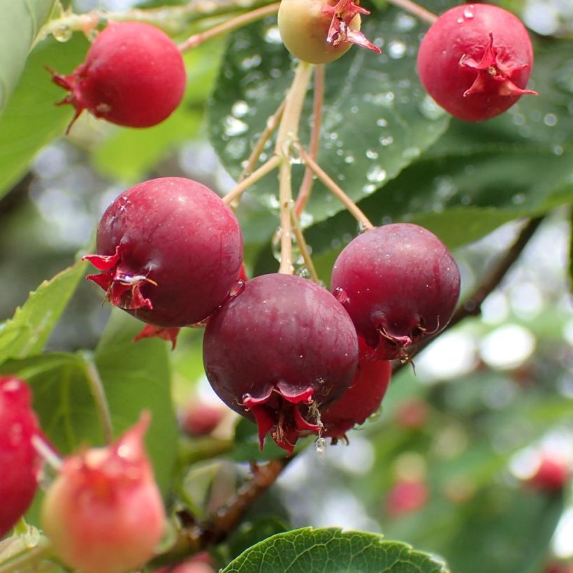 Kanadalainen tuomipihlaja - Amelanchier canadensis (Sadonkorjuu)
