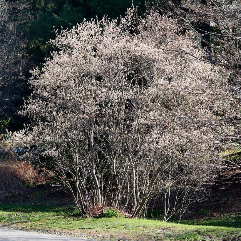 Kanadalainen tuomipihlaja - Amelanchier canadensis (Kasvutapa)
