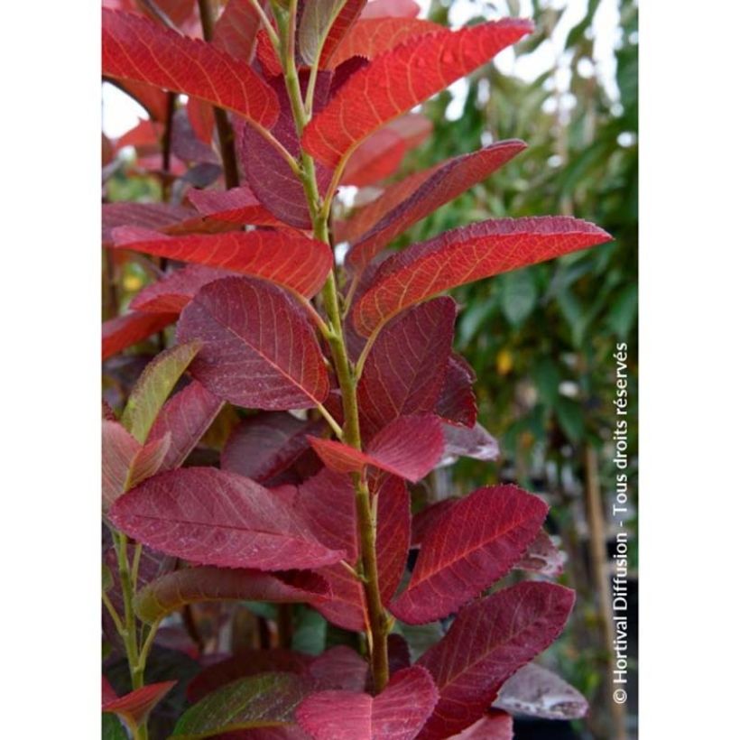 Kanadalainen tuomipihlaja October Flame (Lehvistö)