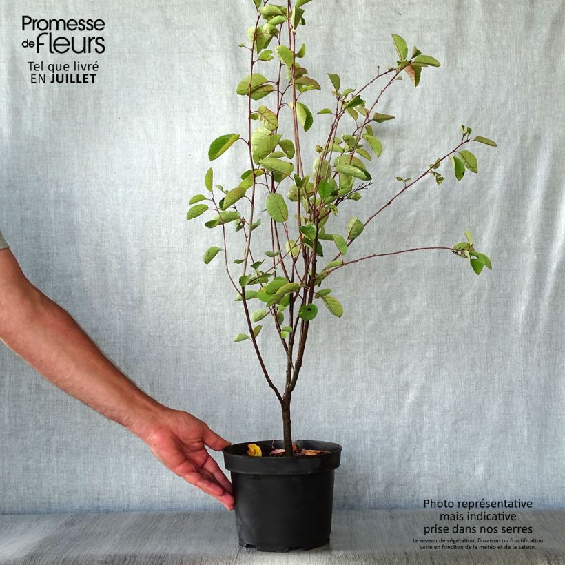 Esimerkki kesällä toimitetusta Isotuomipihlaja - Amelanchier spicata Ruukku 3L / 4L-taimesta