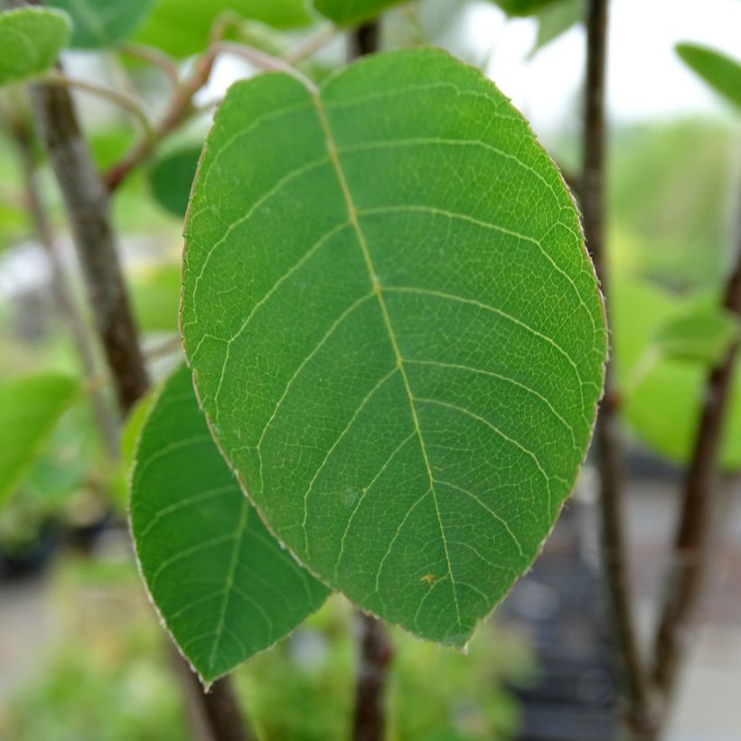 Isotuomipihlaja - Amelanchier spicata (Lehvistö)