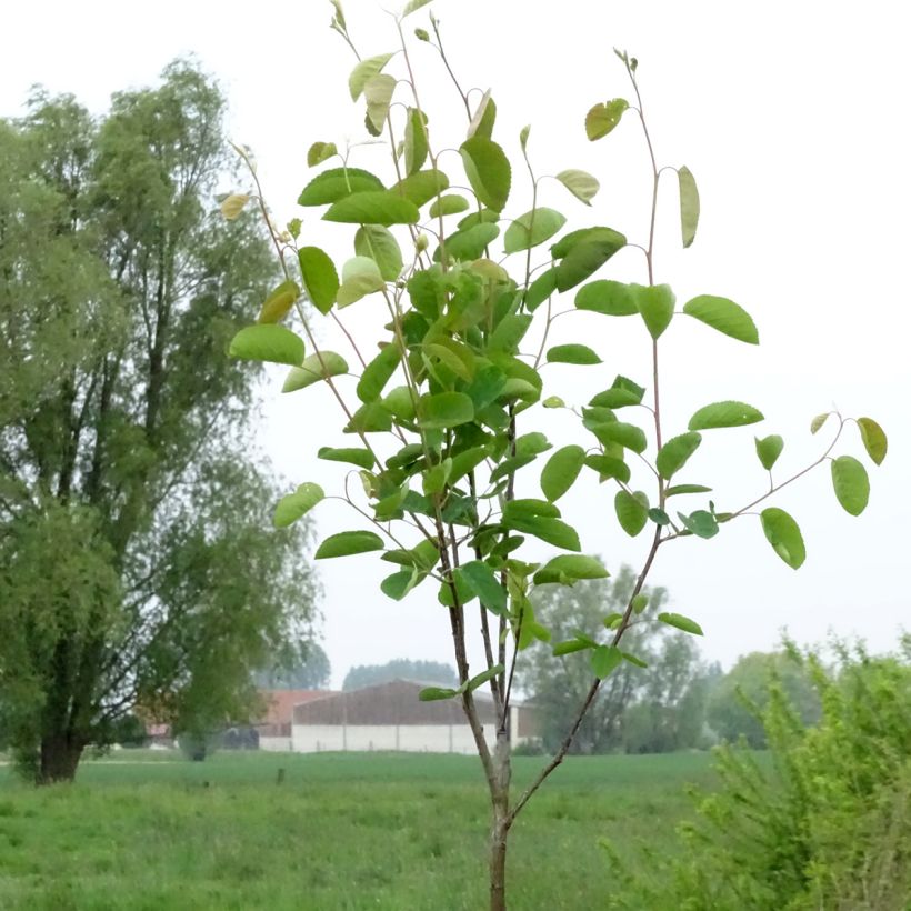 Isotuomipihlaja - Amelanchier spicata (Kasvutapa)