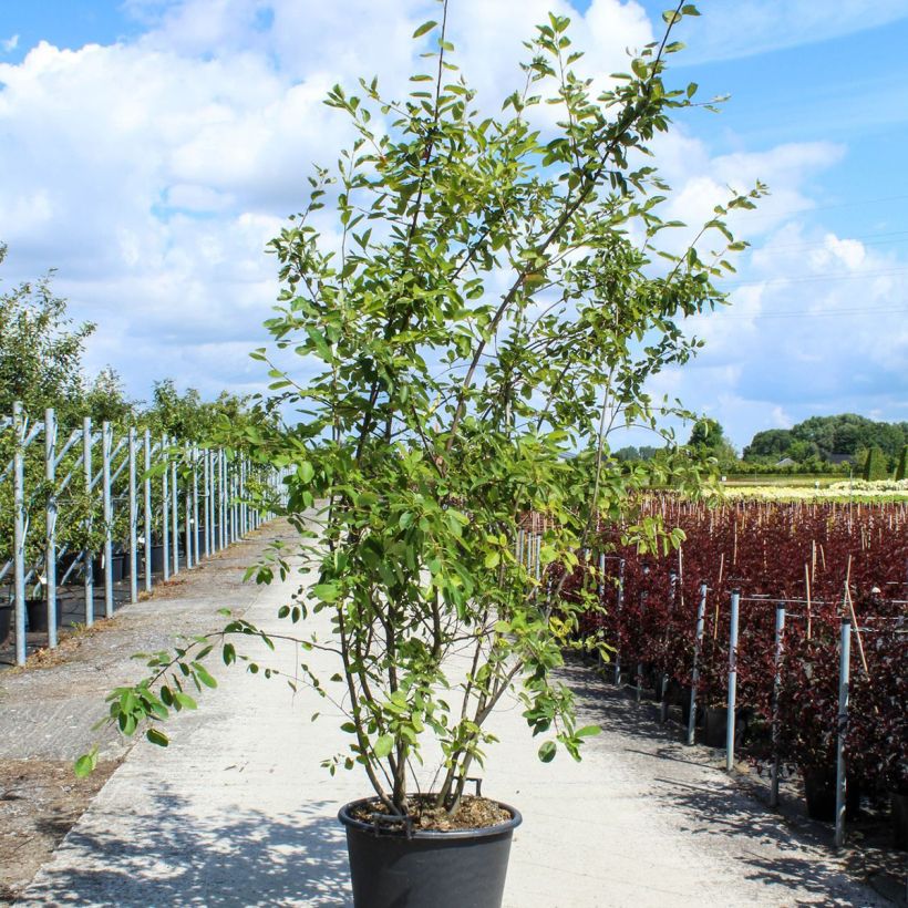 Esimerkki keväällä toimitetusta Rusotuomipihlaja - Amelanchier lamarckii Ruukku 70L / 75L, Pienoinen-taimesta