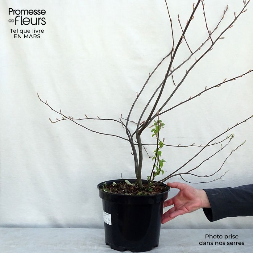 Esimerkki keväällä toimitetusta Rusotuomipihlaja - Amelanchier lamarckii Ruukku 7,5L / 10L-taimesta
