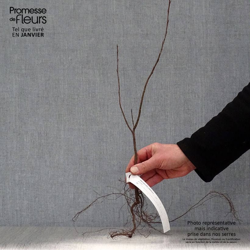 Esimerkki talvella toimitetusta Amelanchier lamarckii - Amélanchier de Lamarck Petites Racines nues-taimesta