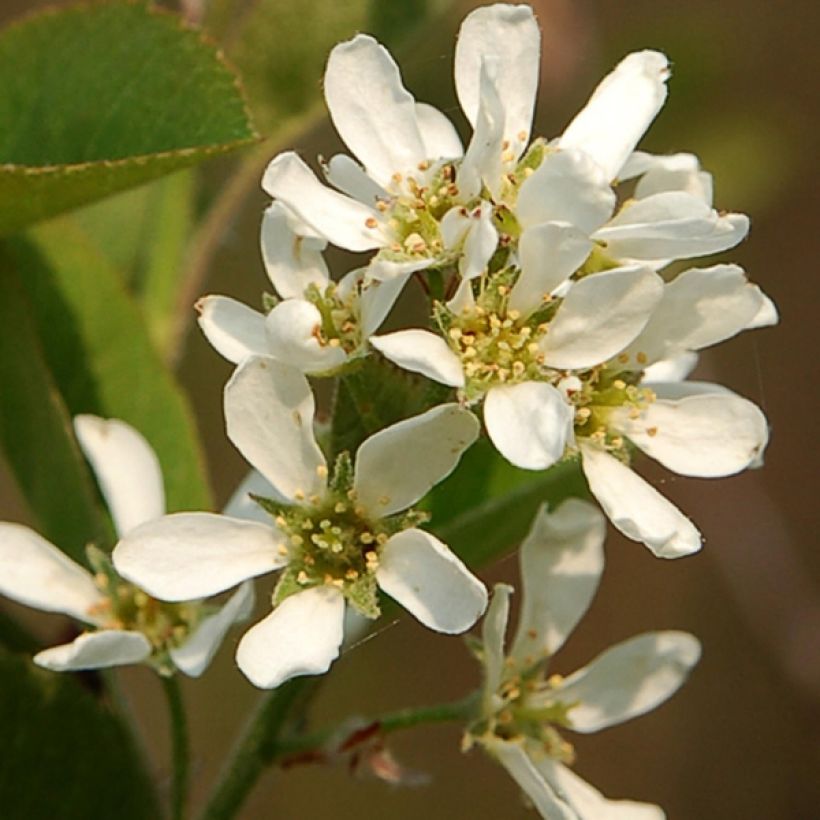 Isotuomipihlaja - Amelanchier spicata (Kukinta)