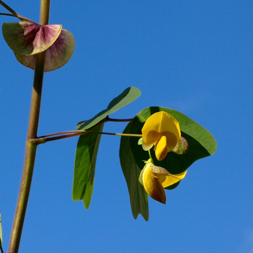 Amicia zygomeris (Kukinta)