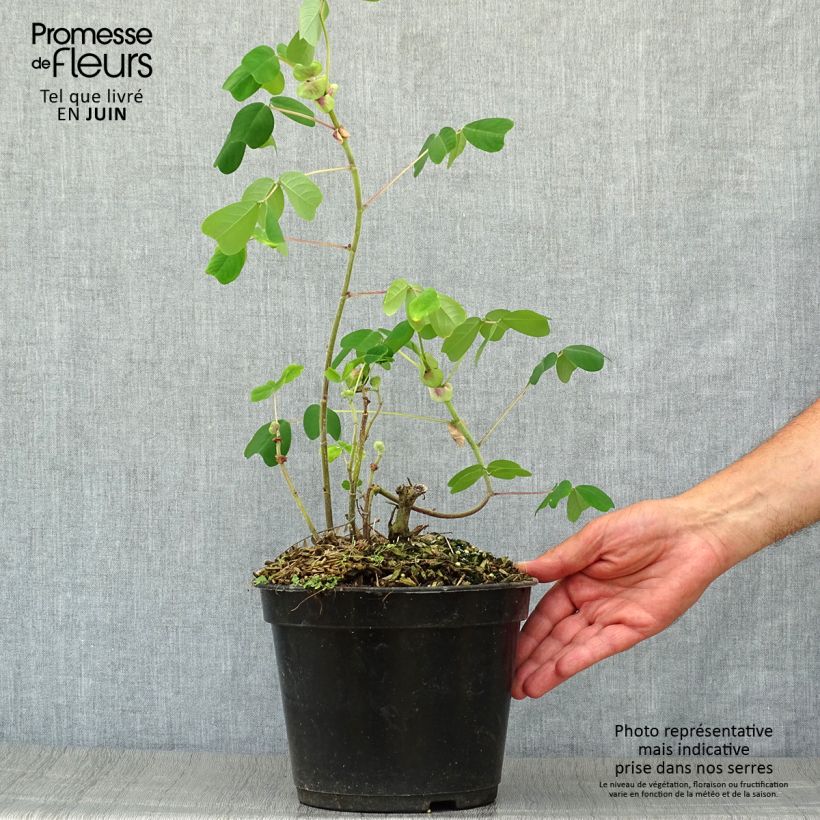 Esimerkki kesällä toimitetusta Amicia zygomeris Pot de 4L/5L-taimesta