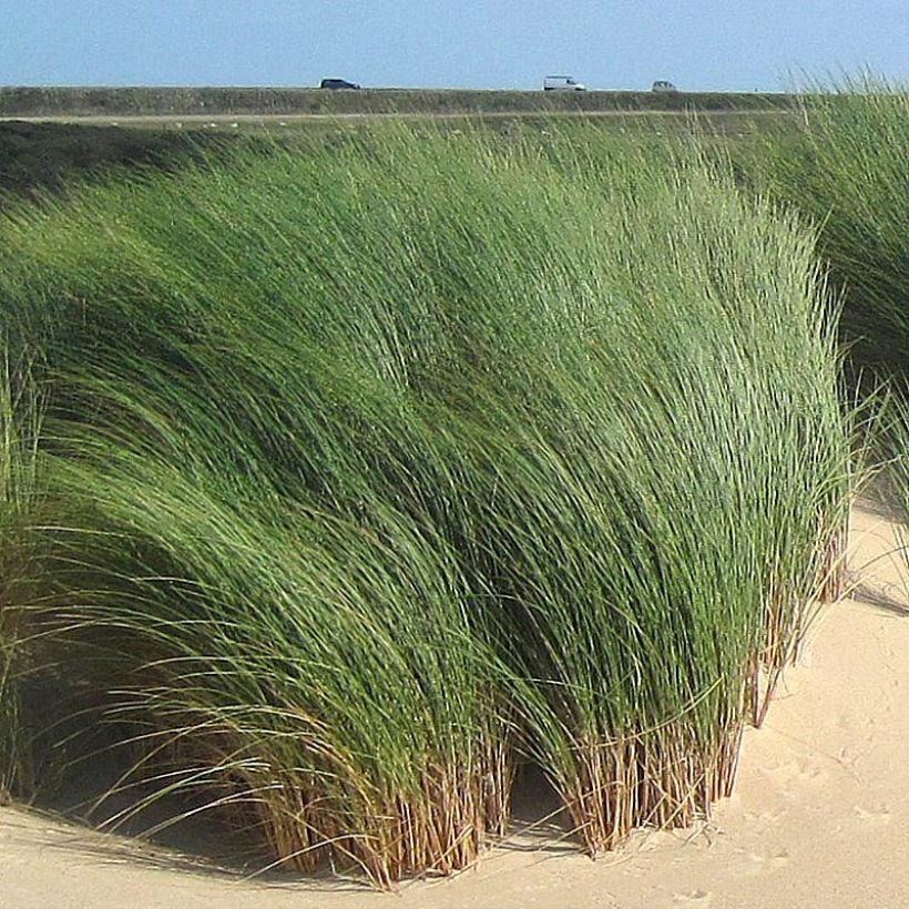 Rantakaura - Ammophila arenaria (Lehvistö)