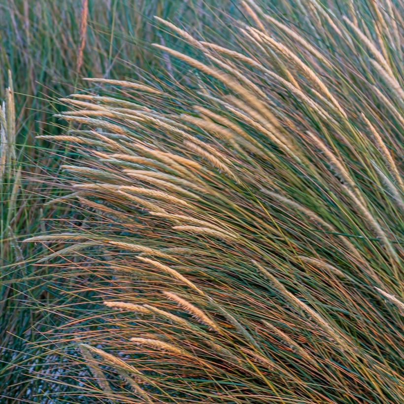Rantakaura - Ammophila arenaria (Kukinta)