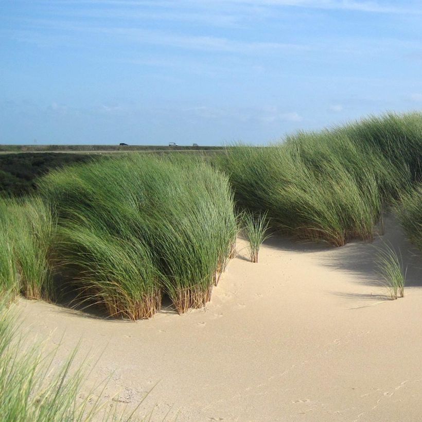 Rantakaura - Ammophila arenaria (Kasvutapa)