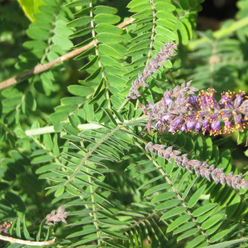 Tuhkasulkapensas - Amorpha canescens (Lehvistö)