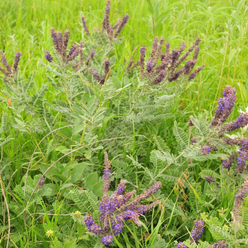 Tuhkasulkapensas - Amorpha canescens (Kasvutapa)