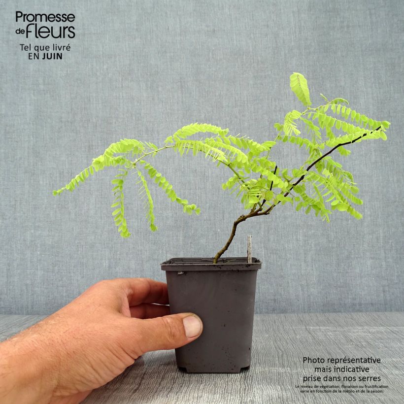 Esimerkki kesällä toimitetusta Tuhkasulkapensas - Amorpha canescens Godet de 8/9 cm-taimesta