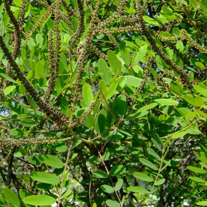 Sulkapensaa - Amorpha ouachitensis (Lehvistö)