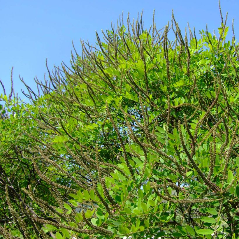 Sulkapensaa - Amorpha ouachitensis (Kasvutapa)