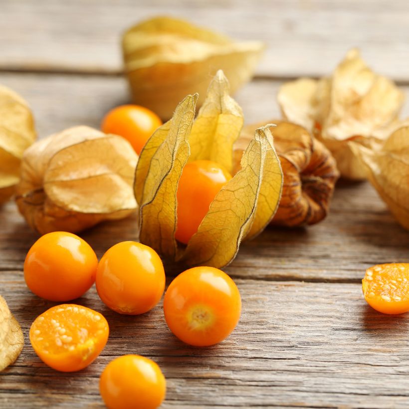 Lyhtykoiso - Physalis alkekengi var. franchetii (Sadonkorjuu)
