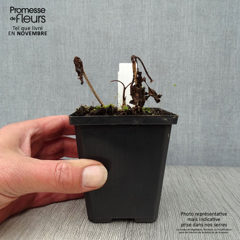 Esimerkki syksyllä toimitetusta Lyhtykoiso - Physalis alkekengi var. franchetii 8/9 cm taimiruukku-taimesta