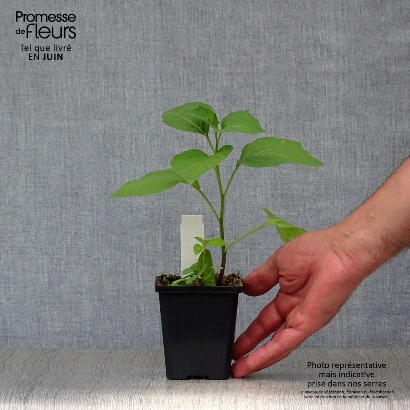 Esimerkki kesällä toimitetusta Lyhtykoiso - Physalis alkekengi var. franchetii Taimiruukku 8/9 cm-taimesta