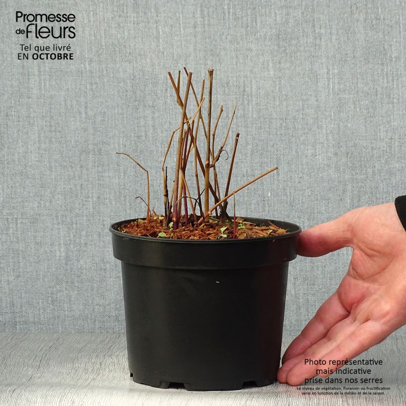 Esimerkki syksyllä toimitetusta Lyhtykoiso - Physalis alkekengi var. franchetii 2 litran/3 litran ruukku-taimesta