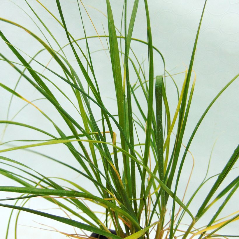 Ampelodesmos mauritanicus (Lehvistö)