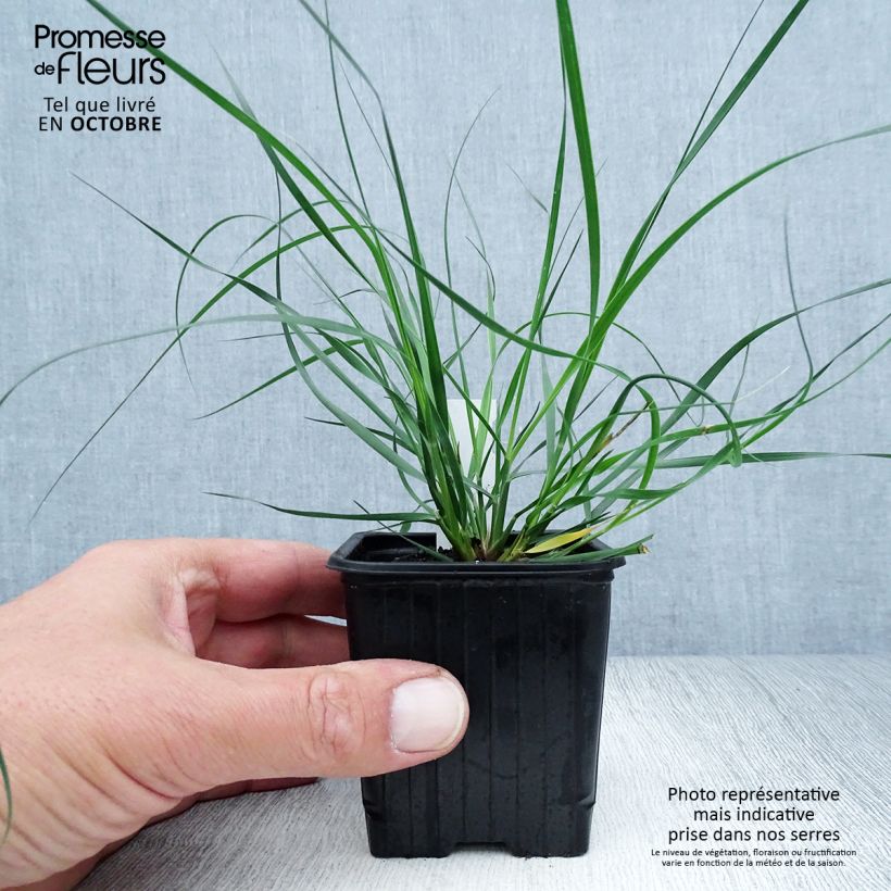 Esimerkki syksyllä toimitetusta Ampelodesmos mauritanicus 8/9 cm taimiruukku-taimesta