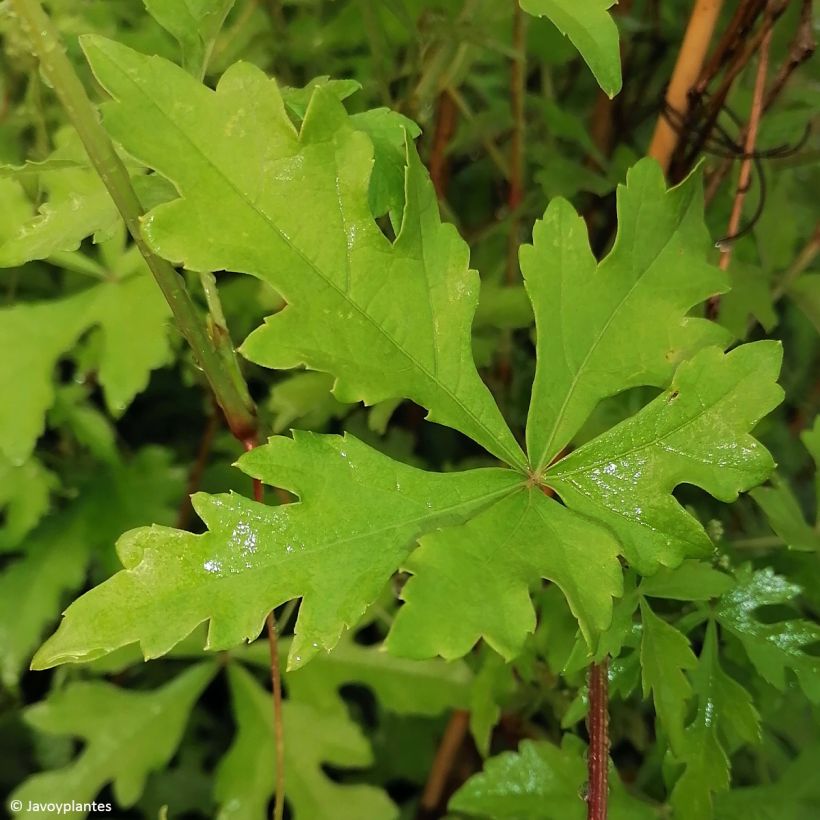 Ukonhopeaviini - Ampelopsis aconitifolia (Lehvistö)