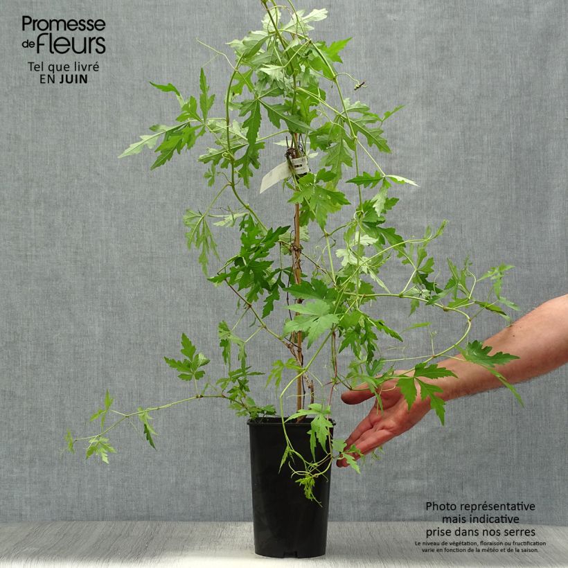 Esimerkki kesällä toimitetusta Ukonhopeaviini - Ampelopsis aconitifolia Pot de 2L/3L-taimesta