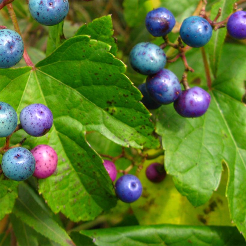 Hopeaviini - Ampelopsis glandulosa var. maximowiczii (Lehvistö)
